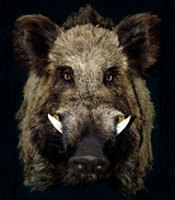 boar