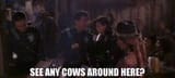 cows