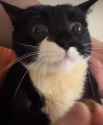 chompy cat_thumb.jpg