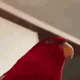 red-bird