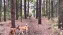 Horse kicks tree, farts on dogs then runs away. [KCzwyFHSMdY] duplicate[sound=files.catbox.moe%2F0v7v4c.ogg]_thumb.jpg