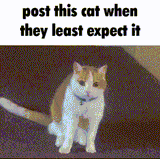 suprisecat