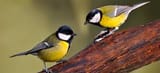 pair of tits