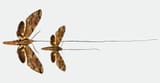 new-species-wallaces-moth-full-width.jpg.thumb.1920.1920