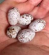 Wave eggs