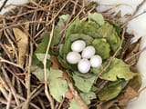 5_egg_nest
