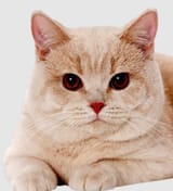 gigacat