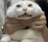 catstrangle