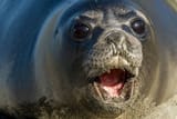seal
