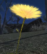Dandy