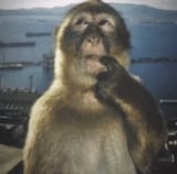 confused monkey