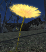 Dandy