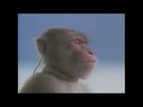 musicmonke