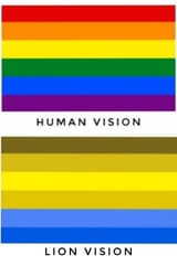lions-dichromatic-vision-allows-them-to-see-combinations-of-two-colors