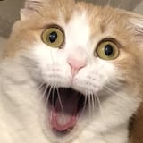 E6QQokQVcAAKnPN
