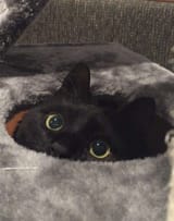 mooniehole