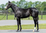 1yo equinox