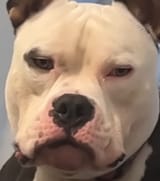 dog face