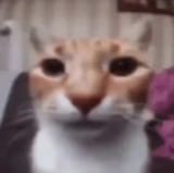 cat_quality