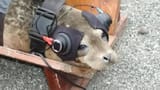 seal_headphones