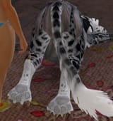 paws