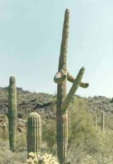 image003
