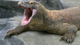 Komodo-dragons-handful-Indonesia-Lesser-Sunda-Islands