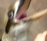 asjghagdhagdajfga
