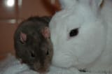 fwiends