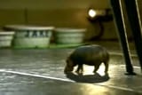 househippo