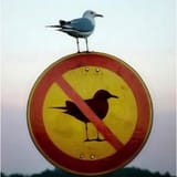 resist