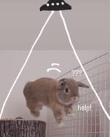 rabbit - ufo