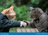 two-cats-dressed-suits-shaking-hands-two-cats-dressed-suits-shaking-hands-one-orange-other-gray-orange-cat-375624293[1]