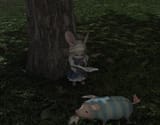 rabbit