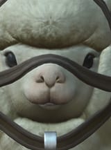 alpacacaca