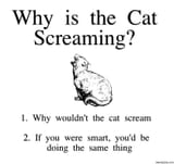 Why-is-the-cat-screaming-meme-5816