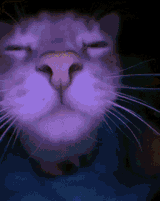 catjam-cat-jamming