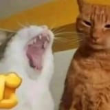 kekycat