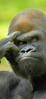 thinking-gorilla