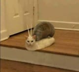 snat