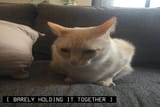 1720414451532112