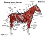 muscular-system