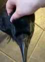 crow-pat-crow_thumb.jpg