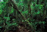 rainforest-coast-lowland-rainforests-Ecuador-tropics-evergreen
