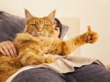 kot thumbs up