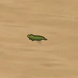 iguana