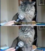 cat