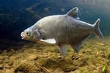 bream supervisor