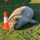 Neiltheseal.webp