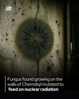 1726062241154980